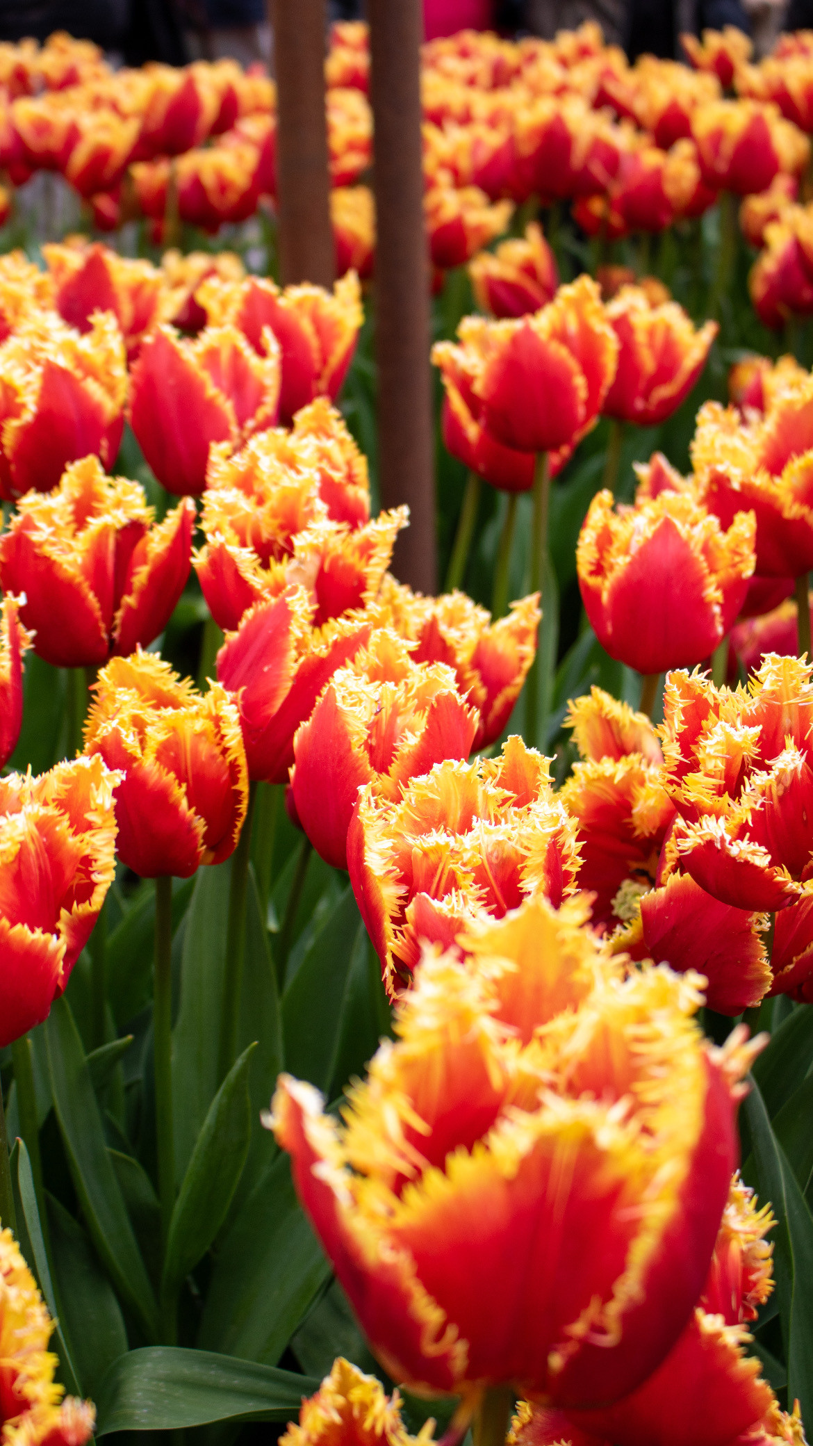 CREACIÓN DE CONTENIDO 6